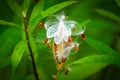 Close up of a seed pod from the Butterfly milkweed Asclepias tuberosa against of soft green, blurry background.