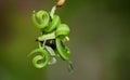 Close up of the seed pod of Indian balsam Impatiens glandulifera against a green background in nature