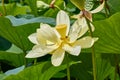 Close up of seed pod and petals of American Lotus, Yellow Lotus, Nelumbo lutea on Lake Manawa, Council Bluffs, Iowa USA