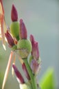 Close up of Seed Pod from Yellow and Orange Speckled Canna Generalis Cleopatra Flower Royalty Free Stock Photo