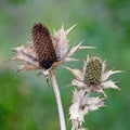 Close-up of the seed stand of a faded wild cardoon Dipsacus fullonum