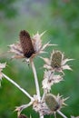 Close-up of the seed stand of a faded wild cardoon Dipsacus fullonum