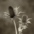 Close-up of the seed stand of a faded wild cardoon Dipsacus fullonum, sepia toned