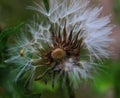 Close-up of seeded dandelion head, symbol of possibility, hope, and dreams. Good image for sympathy, get-well soon, or thinking of