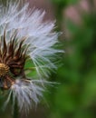 Close-up of seeded dandelion head, symbol of possibility, hope, and dreams. Good image for sympathy, get-well soon, or thinking of Royalty Free Stock Photo