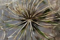 Close-up of seeded dandelion head, symbol of possibility, hope, and dreams. Good image for sympathy, get-well soon, or thinking of