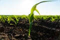 Close up seeding maize plant. Green young corn maize plants growing from the soil. Backlit young maize seedling.