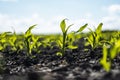 Close up seeding maize plant, Green young corn maize plants growing from the soil. Agricultural scene with corn's Royalty Free Stock Photo