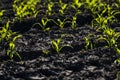 Close up seeding maize plant, Green young corn maize plants growing from the soil. Agricultural scene with corn's Royalty Free Stock Photo