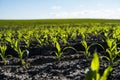 Close up seeding maize plant, Green young corn maize plants growing from the soil. Agricultural scene with corn's Royalty Free Stock Photo