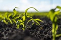 Close up seeding maize plant, Green young corn maize plants growing from the soil. Agricultural scene with corn's Royalty Free Stock Photo