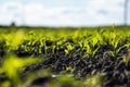 Close up seeding maize plant, Green young corn maize plants growing from the soil. Agricultural scene with corn's Royalty Free Stock Photo