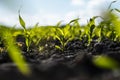 Close up seeding maize plant, Green young corn maize plants growing from the soil. Agricultural scene with corn's Royalty Free Stock Photo