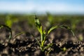 Close up seeding maize plant, Green young corn maize plants growing from the soil. Agricultural scene with corn's Royalty Free Stock Photo