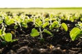 Close up seeding soya bean sprout. Green young soya plants growing from the black soil on sunlight evening. Soy agricultural. Royalty Free Stock Photo