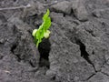 seedling of bean growing out of soil