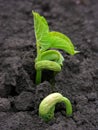 Close-up of seedling of bean growing out