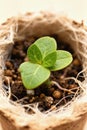 Close-up seedling in biodegradable pot for Earth Day renewal in soft light Royalty Free Stock Photo