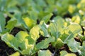 Close up seedling lettuce with sunlight growing in garden. Royalty Free Stock Photo