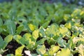 Close up seedling lettuce with sunlight growing in garden Royalty Free Stock Photo