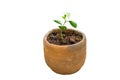 Close up seedling plant of Orange Jessamine Murraya paniculata or China Box Tree, Andaman Satinwood in pot on white background. Royalty Free Stock Photo