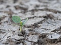 Close Up of a Seedling Sprouting in Cracked Earth in Texas during a Drought Royalty Free Stock Photo