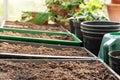 Close up of seedling trays of organic peat free compost growing medium ready to plant with seed packet watering can and flower