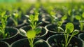 Close-up of seedlings in green trays