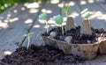 Close up of seedlings growing cardboard egg carton outside on garden bench. Self sufficiency at home Royalty Free Stock Photo