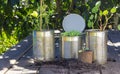 Close up of seedlings growing in reuse tin cans and toilet roll tube outside on garden bench