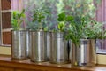 Close up of seedlings growing in reuse tin cans on window ledge, garden behind. Self sufficiency at home Royalty Free Stock Photo