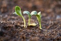 Close up seedlings of pumpkin