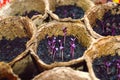 seedlings of purple basil