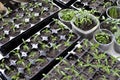 Close-up of seedlings of the various vegetables in the greenhouse