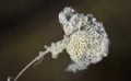 Close-up of the seeds of an anemone with a delicate filigree structure, against a soft background in winter