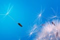 Close-up seeds of a dandelion flower fly in the wind on a blue background. Macro. Soft focus Royalty Free Stock Photo