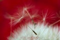 Close-up seeds of a dandelion flower on a red background. Macro. Soft focus Royalty Free Stock Photo