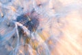 Close up seeds of dandelion flower in sunset rays. Backlight. Summer nature background. Macro. Soft focus Royalty Free Stock Photo