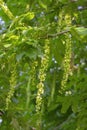 Close Up Of Seeds From An Elm Tree At Amsterdam The Netherlands 17-7-2022 Royalty Free Stock Photo