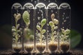 close-up of seeds germinating in test tubes, with droplets of water visible