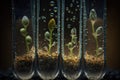 close-up of seeds germinating in test tubes, with droplets of water visible