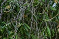 Close up of Melaleuca quinquenervia tree