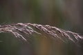 Close-up of the seeds of a native prairie grass plant Royalty Free Stock Photo
