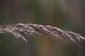 Close-up of the seeds of a native prairie grass plant