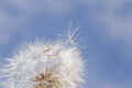 Close up of seeds on seedhead of dandelion Royalty Free Stock Photo