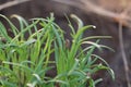 Close up of seeds on small plants group of fennel plants in agriculture field in India Royalty Free Stock Photo