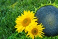 Close up of the seeds in sunflower. with flowers Royalty Free Stock Photo