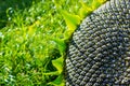 Close up of the seeds in sunflower. Royalty Free Stock Photo