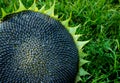 Close up of the seeds in sunflower. Royalty Free Stock Photo