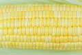 Close-up seeds of sweet corn in a row. A drop of water on the yellow seed